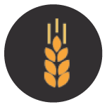 Cereals containing gluten